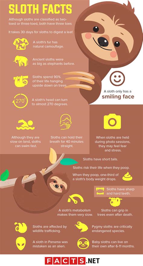 interesting facts about sloths.